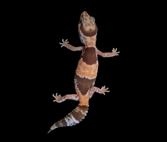 肥尾守宮環境設置