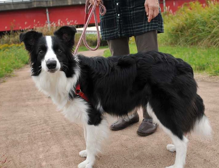 邊境牧羊犬好養嗎