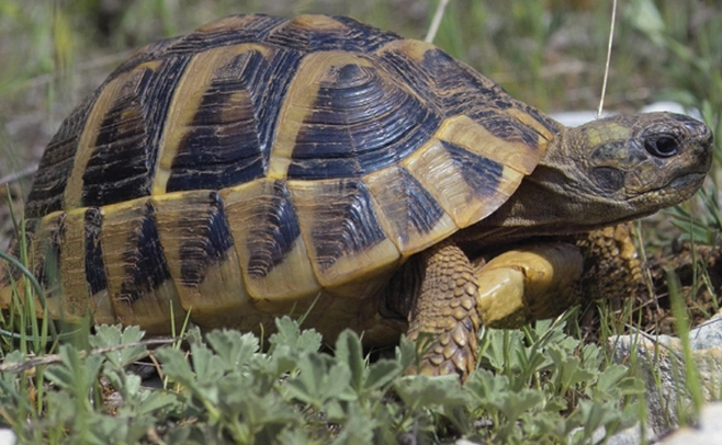 赫曼陸龜飼養設備