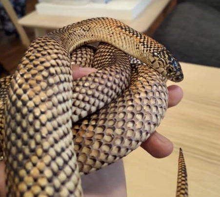 布魯克王蛇饲养全攻略：从环境设置到健康照顾完整指南