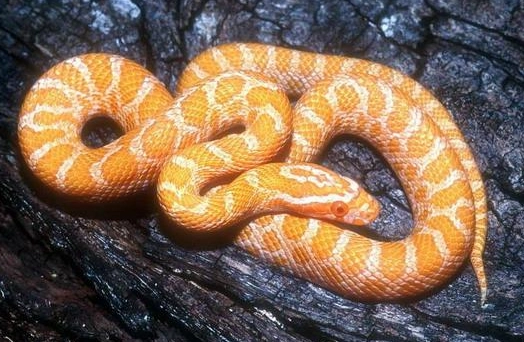 玉米蛇品系全解析：品種特色、飼養秘訣與新手常見問題