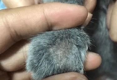 貓癬會自己好嗎