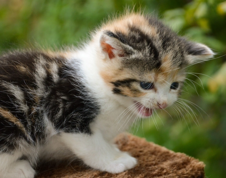 貓咪低鳴怎麼辦