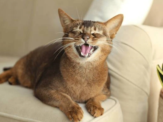 貓咪發出低鳴聲