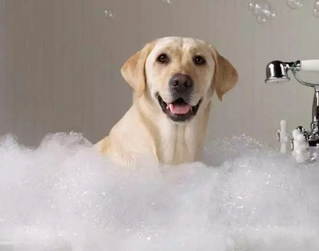 大狗洗澡技巧