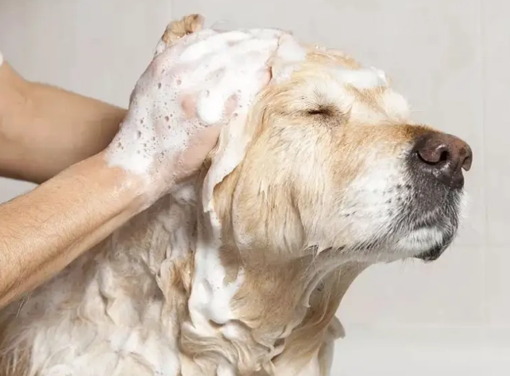 幫大狗洗澡全攻略：掌握技巧與省力方法，讓清潔變輕鬆