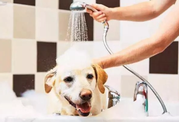 如何幫狗洗澡