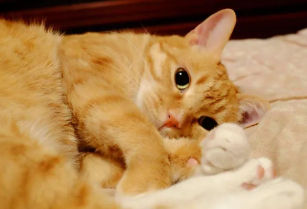 貓可以吃栗子嗎？獸醫解析風險、安全餵食法與替代零食