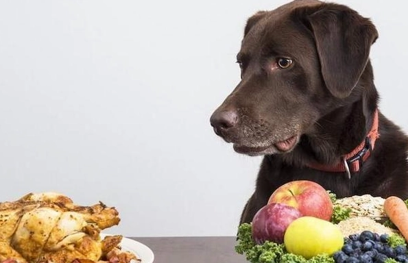 芥菜對狗有害嗎