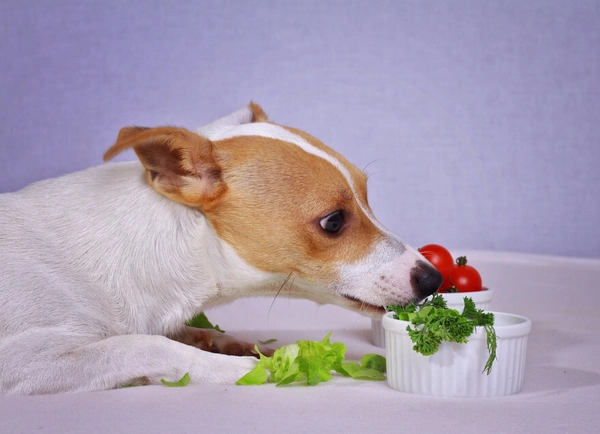 狗可以吃芥菜嗎
