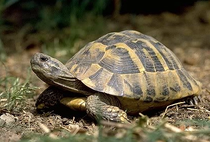 赫曼陸龜溫度濕度控制