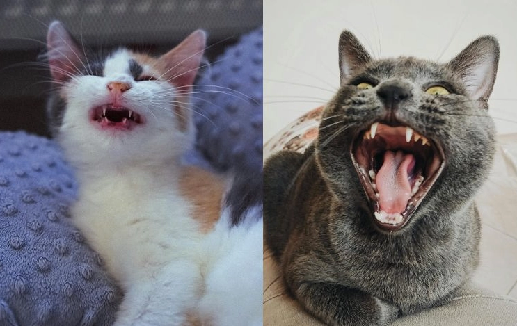 貓語入門指南：聽懂貓叫聲溝通，破解主子真實情緒與需求