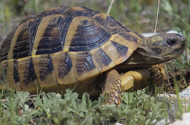 赫曼陸龜飼養箱設置
