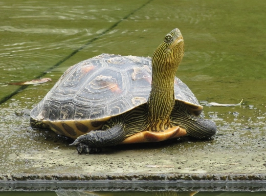 斑龜怕冷嗎？完整解析斑龜溫度需求與保暖技巧