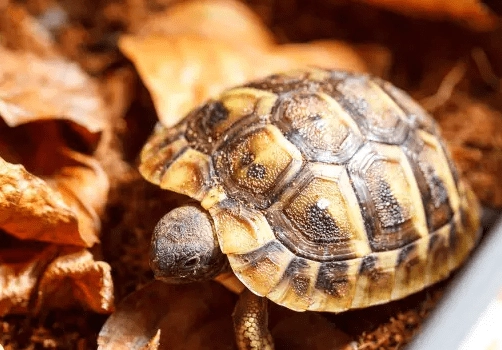 赫曼陸龜溫度濕度控制