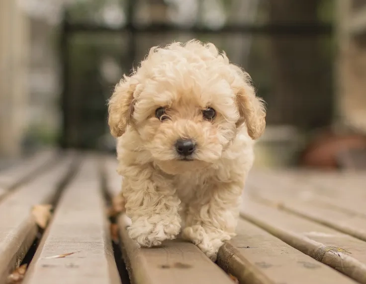 幼犬回家第一天