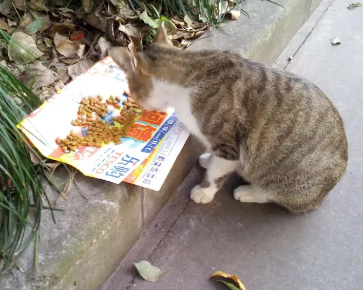 抓到流浪貓怎麼辦？完整SOP與後續安置指南