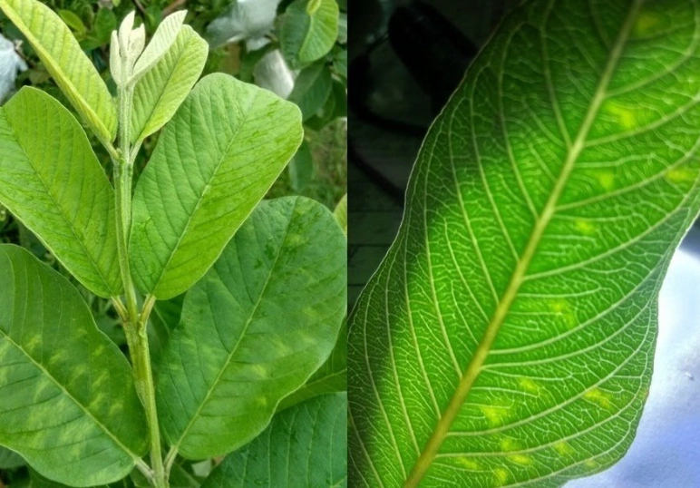 芭樂葉禁忌全解析：安全使用指南與常見誤區