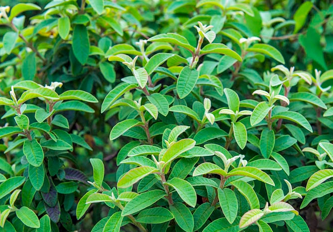 芭樂葉副作用 芭樂葉副作用