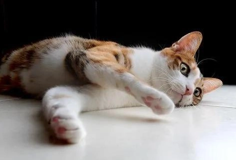 公貓結紮術後照顧