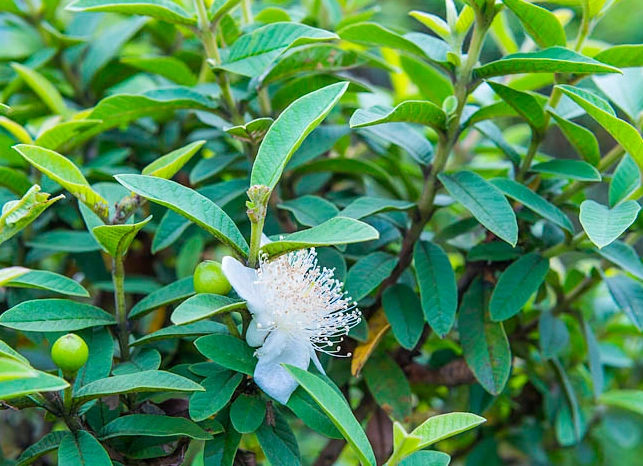 芭樂葉使用注意 芭樂葉使用注意