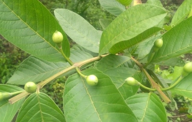 芭樂葉副作用 芭樂葉副作用