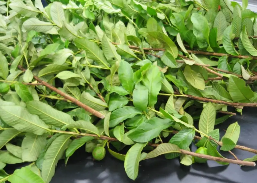 芭樂葉使用注意 芭樂葉使用注意