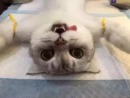 公貓結紮要拆線嗎？獸醫解析免拆線手術與完整術後照顧指南