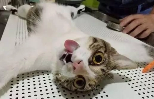 公貓結紮後照顧全攻略：獸醫親授7天黃金恢復期指南