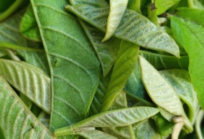 芭樂葉使用注意 芭樂葉使用注意