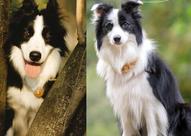 邊境牧羊犬訓練