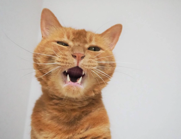 貓咪叫聲凹嗚全解析：聽懂貓語的實用指南