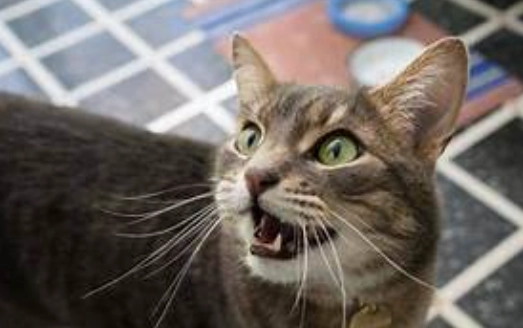 貓咪叫聲 貓咪叫聲