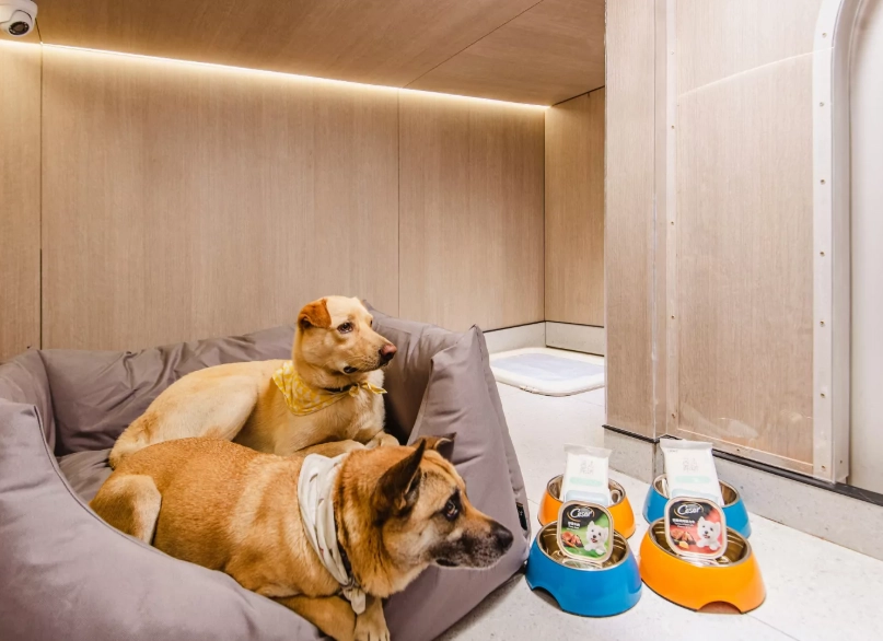 寵物安親班 寵物安親班