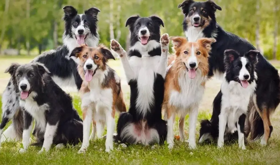 邊境牧羊犬服從訓練