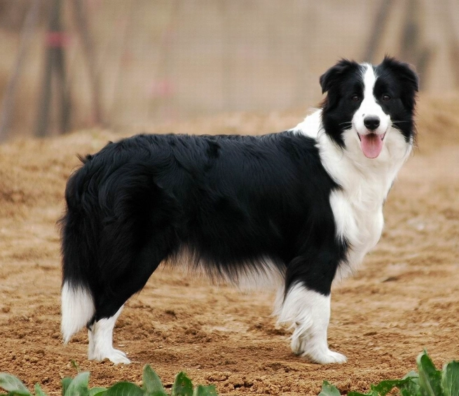 邊境牧羊犬訓練