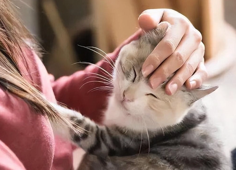 養貓預算全攻略：從領養到終老，一次搞懂所有花費