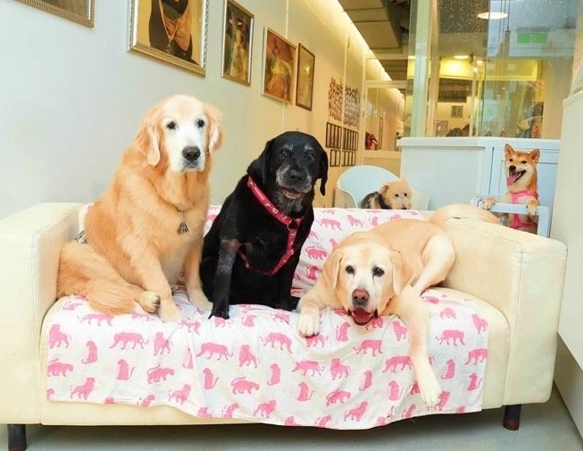 寵物住宿 寵物住宿