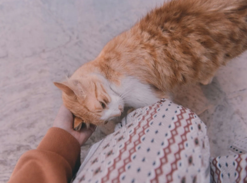 貓咪行為解讀 貓咪行為解讀