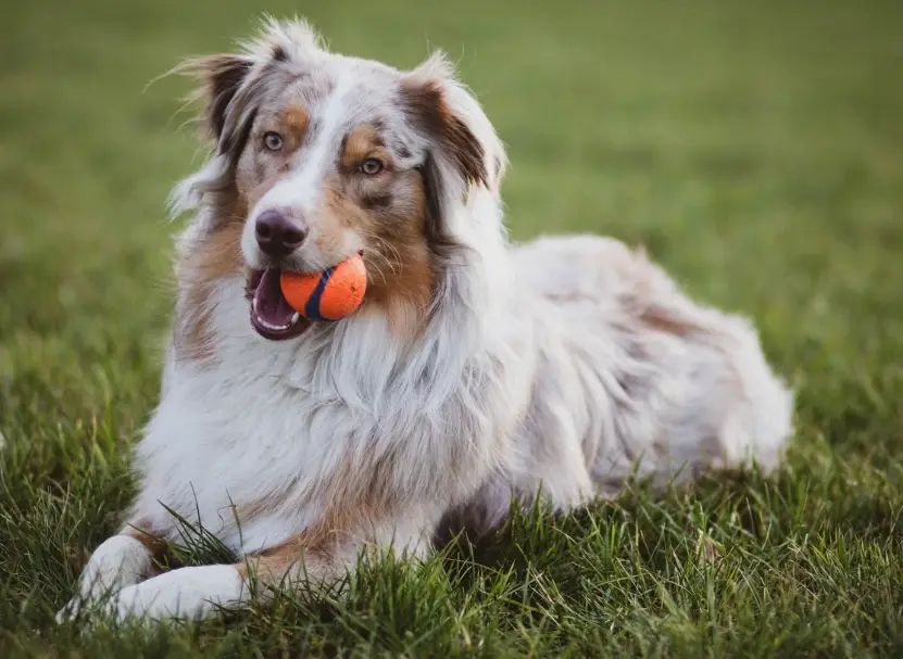邊境牧羊犬行為問題