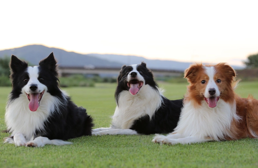 邊境牧羊犬行為問題