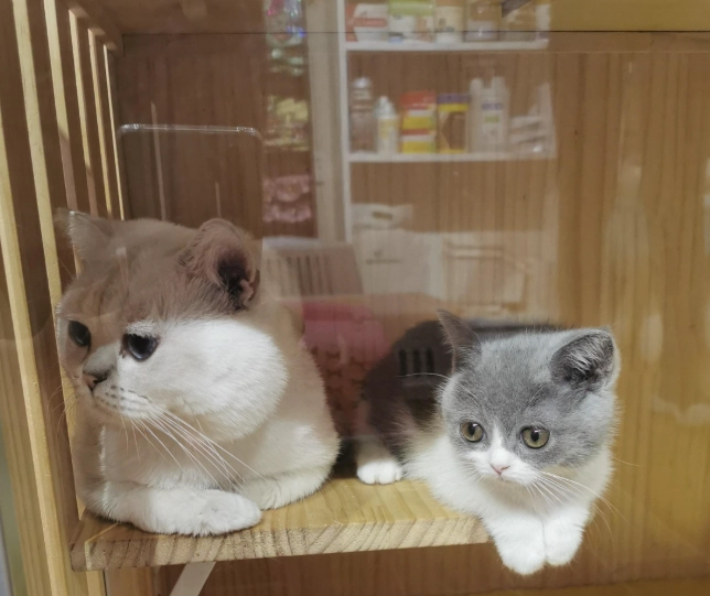 新手養貓全攻略：從接貓到日常照顧的完整指南