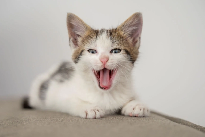 貓咪溝通 貓咪溝通