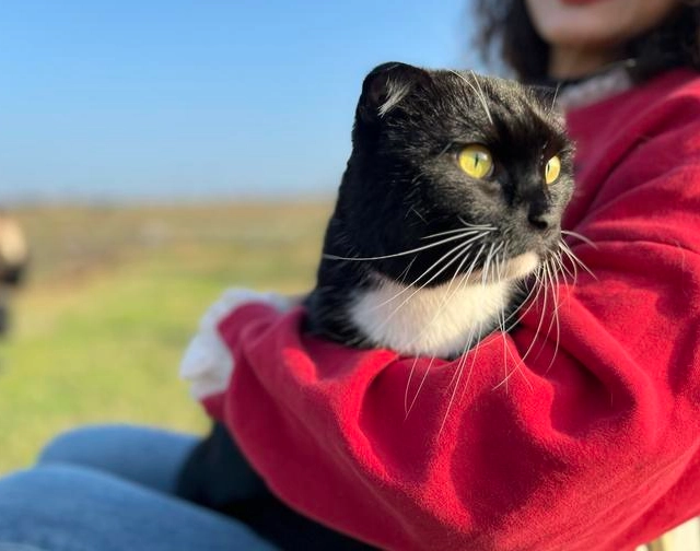 新手養貓 新手養貓