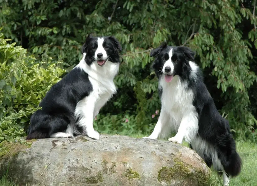 邊境牧羊犬服從訓練