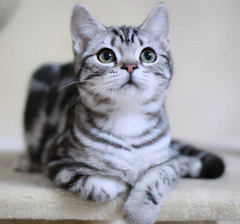 英短美短混血照顧 英短美短混血照顧