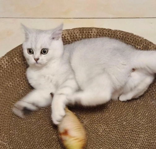 養貓的壞處全解析：健康、經濟、生活三大層面深度探討