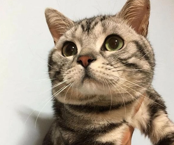 美短英短混血貓 美短英短混血貓