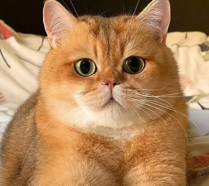 英短 美短 選擇 英短 美短 選擇