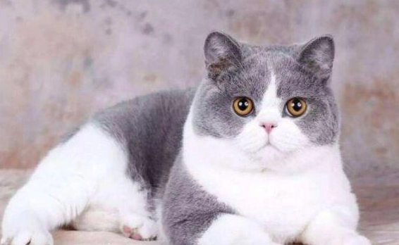 英短美短差別全解析：新手選貓必看的性格與飼養指南